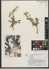 Foto von Salix triandra subsp. bornmuelleri (Hausskn.) A. K. Skvortsov